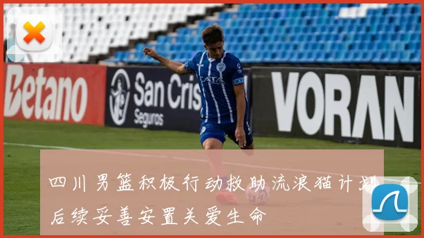 四川男篮积极行动救助流浪猫计划后续妥善安置关爱生命